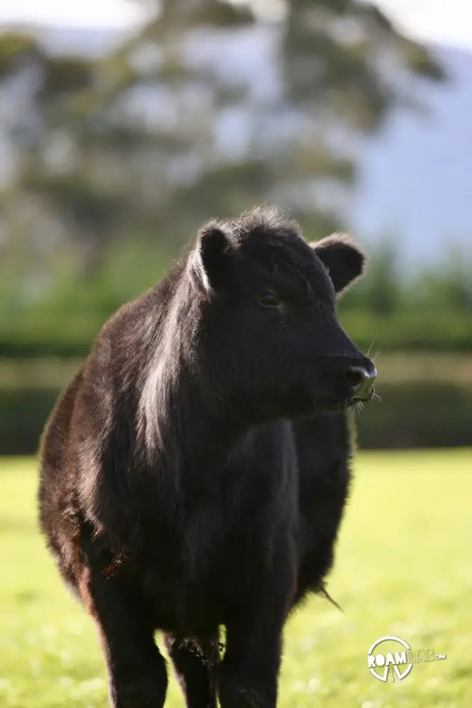 Celebrating New Zealand industry, both legal and illicit with cows and sheep on the farm and exploring the Hokonui Moonshine Museum in Gore.
