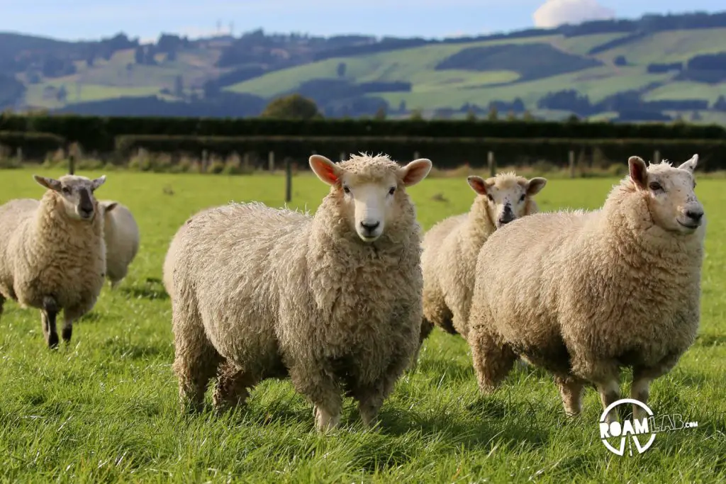 Celebrating New Zealand industry, both legal and illicit with cows and sheep on the farm and exploring the Hokonui Moonshine Museum in Gore.