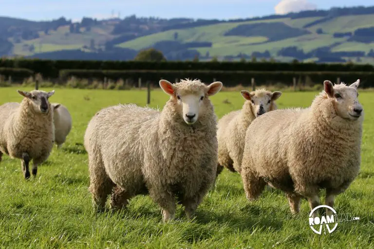 Celebrating New Zealand industry, both legal and illicit with cows and sheep on the farm and exploring the Hokonui Moonshine Museum in Gore.