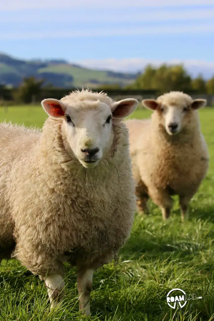 Celebrating New Zealand industry, both legal and illicit with cows and sheep on the farm and exploring the Hokonui Moonshine Museum in Gore.