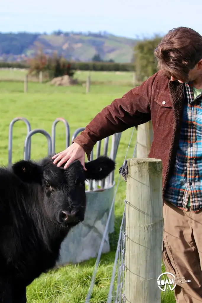 Celebrating New Zealand industry, both legal and illicit with cows and sheep on the farm and exploring the Hokonui Moonshine Museum in Gore.