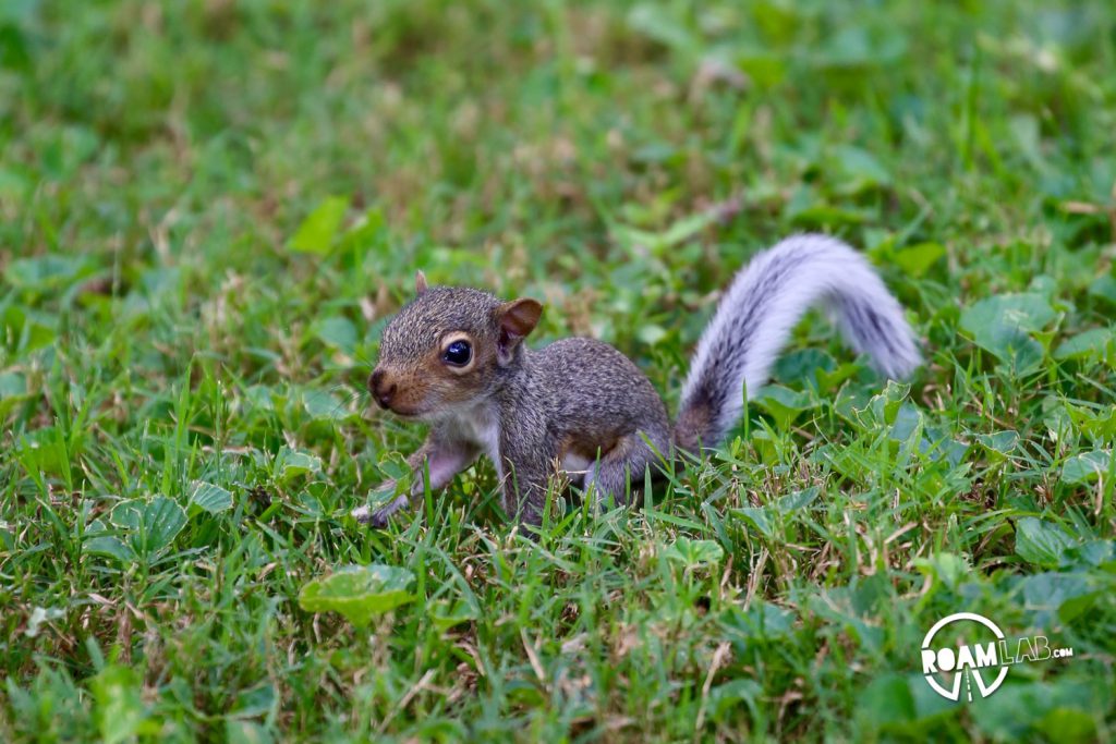 How To Befriend A Squirrel