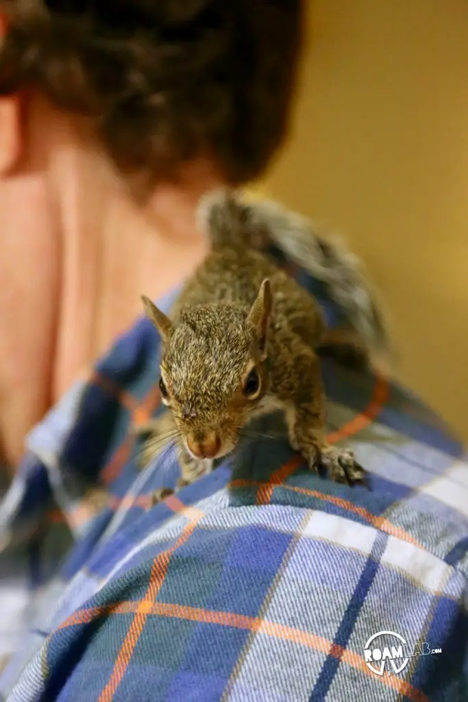 A lot of people have asked us about how we got so close to the cute couple of squirrels that have been showing up a lot on our Instagram Feed.  In this 5 step series, I'll tell the tale of Tenzing, Hillary, Cowboy, and myself and the rollercoaster of experiences from rehabilitation to release.