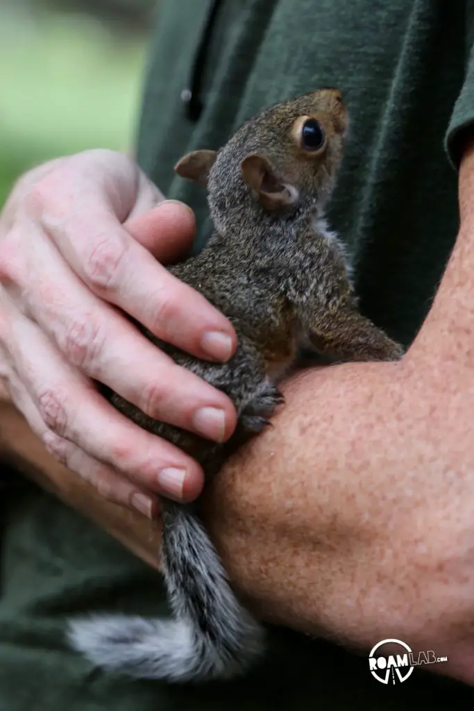 A lot of people have asked us about how we got so close to the cute couple of squirrels that have been showing up a lot on our Instagram Feed.  In this 5 step series, I'll tell the tale of Tenzing, Hillary, Cowboy, and myself and the rollercoaster of experiences from rehabilitation to release.