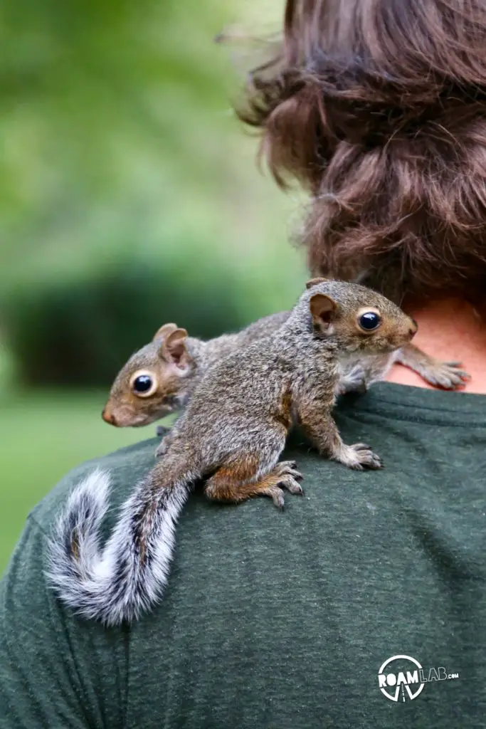 A lot of people have asked us about how we got so close to the cute couple of squirrels that have been showing up a lot on our Instagram Feed.  In this 5 step series, I'll tell the tale of Tenzing, Hillary, Cowboy, and myself and the rollercoaster of experiences from rehabilitation to release.