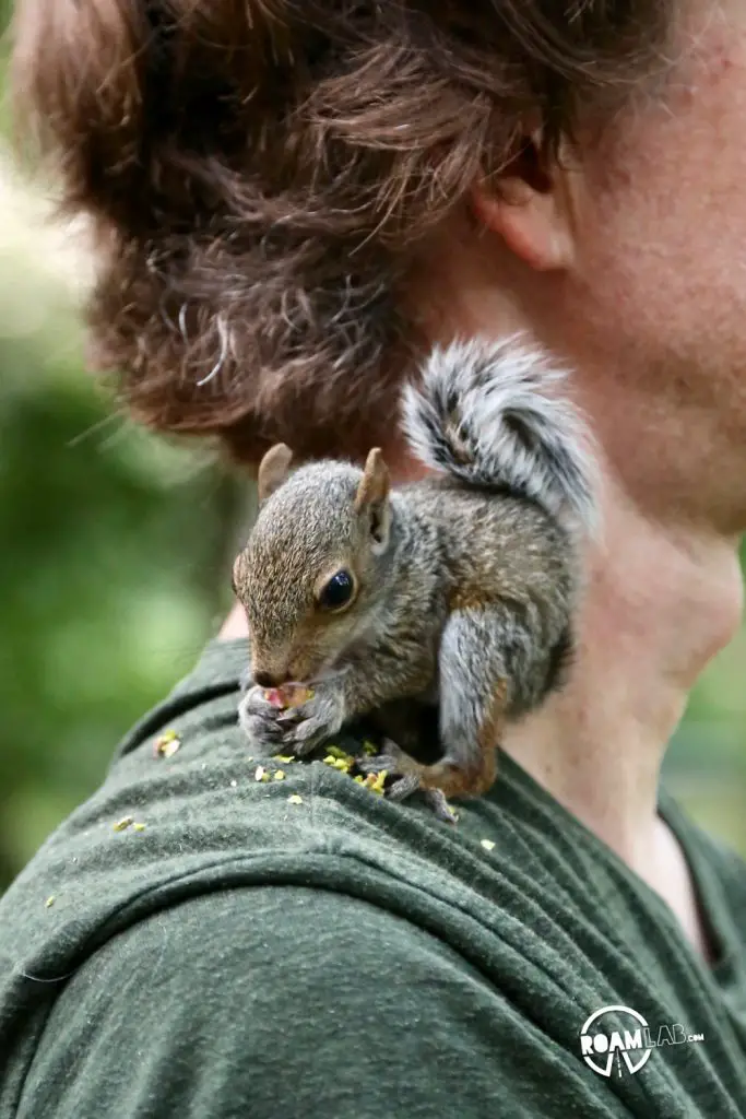 A lot of people have asked us about how we got so close to the cute couple of squirrels that have been showing up a lot on our Instagram Feed. In this 5 step series, I'll tell the tale of Tenzing, Hillary, Cowboy, and myself and the rollercoaster of experiences from rehabilitation to release.