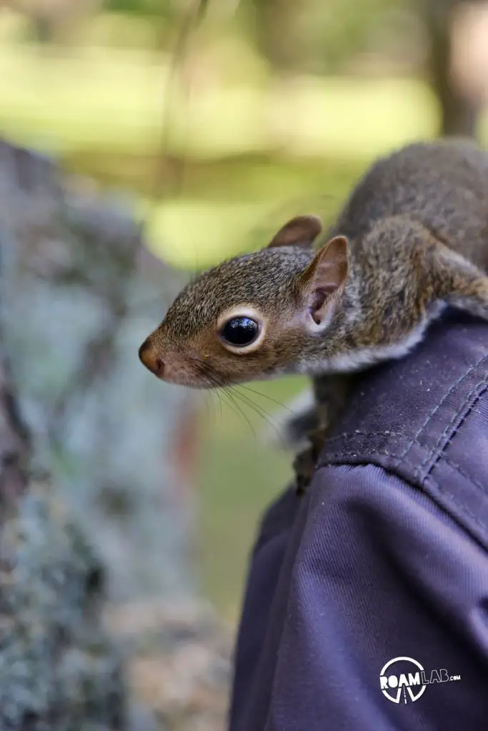 A lot of people have asked us about how we got so close to the cute couple of squirrels that have been showing up a lot on our Instagram Feed. In this 5 step series, I'll tell the tale of Tenzing, Hillary, Cowboy, and myself and the rollercoaster of experiences from rehabilitation to release.