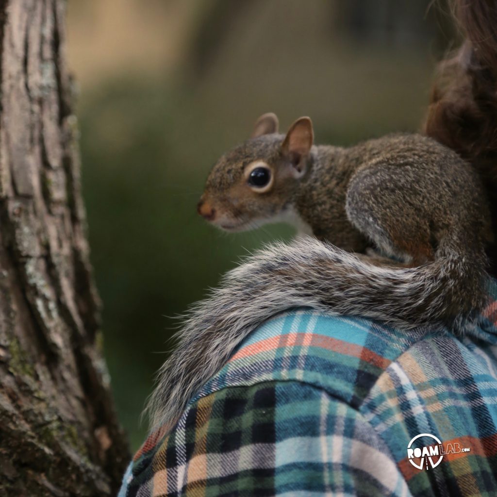 How To Befriend A Squirrel – Step 3