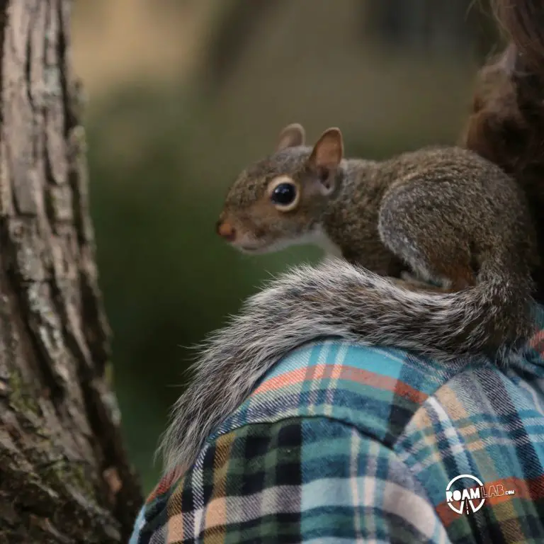 A lot of people have asked us about how we got so close to the cute couple of squirrels that have been showing up a lot on our Instagram Feed. In this 5 step series, I'll tell the tale of Tenzing, Hillary, Cowboy, and myself and the rollercoaster of experiences from rehabilitation to release.