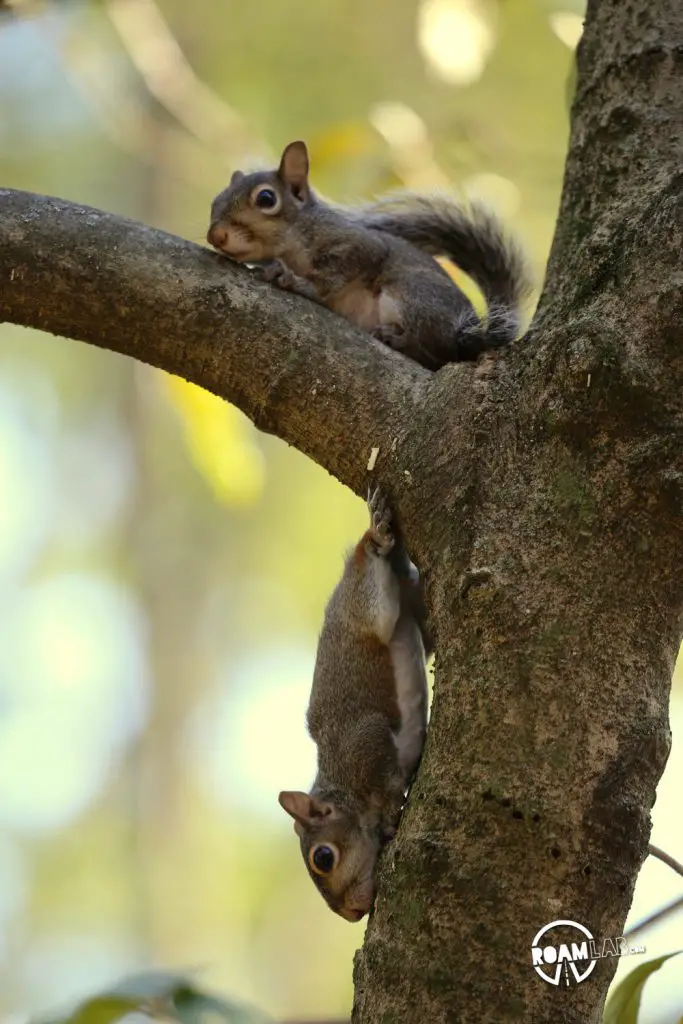 A lot of people have asked us about how we got so close to the cute couple of squirrels that have been showing up a lot on our Instagram Feed. In this 5 step series, I'll tell the tale of Tenzing, Hillary, Cowboy, and myself and the rollercoaster of experiences from rehabilitation to release.