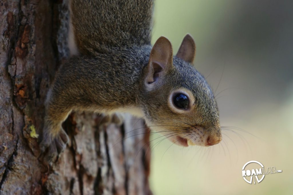 How To Befriend A Squirrel – Step 4