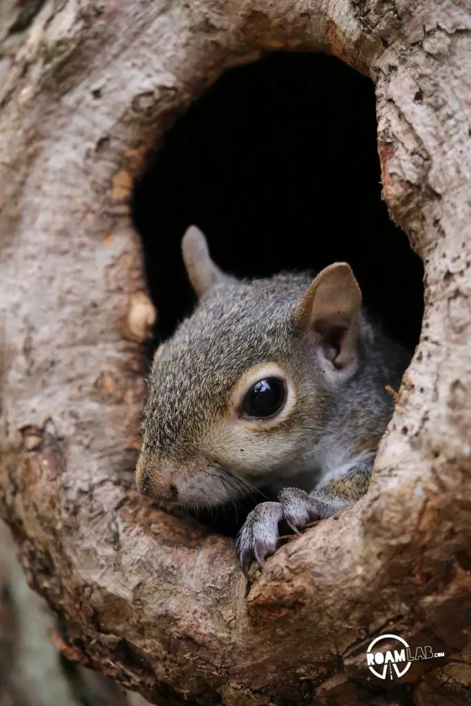 A lot of people have asked us about how we got so close to the cute couple of squirrels that have been showing up a lot on our Instagram Feed. In this 5 step series, I'll tell the tale of Tenzing, Hillary, Cowboy, and myself and the rollercoaster of experiences from rehabilitation to release.