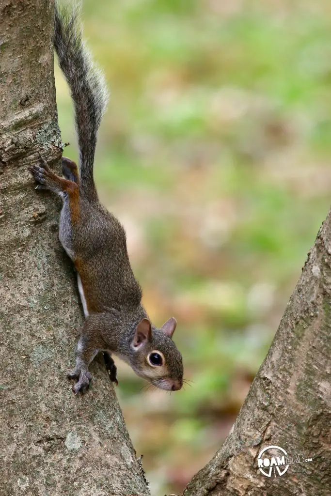 A lot of people have asked us about how we got so close to the cute couple of squirrels that have been showing up a lot on our Instagram Feed.  In this 5 step series, I'll tell the tale of Tenzing, Hillary, Cowboy, and myself and the rollercoaster of experiences from rehabilitation to release.