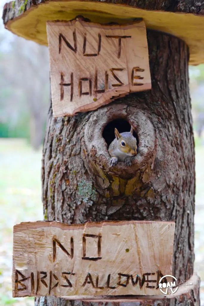 A lot of people have asked us about how we got so close to the cute couple of squirrels that have been showing up a lot on our Instagram Feed. In this 5 step series, I'll tell the tale of Tenzing, Hillary, Cowboy, and myself and the rollercoaster of experiences from rehabilitation to release.