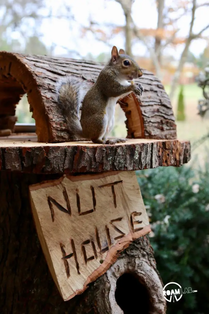 A lot of people have asked us about how we got so close to the cute couple of squirrels that have been showing up a lot on our Instagram Feed. In this 5 step series, I'll tell the tale of Tenzing, Hillary, Cowboy, and myself and the rollercoaster of experiences from rehabilitation to release.