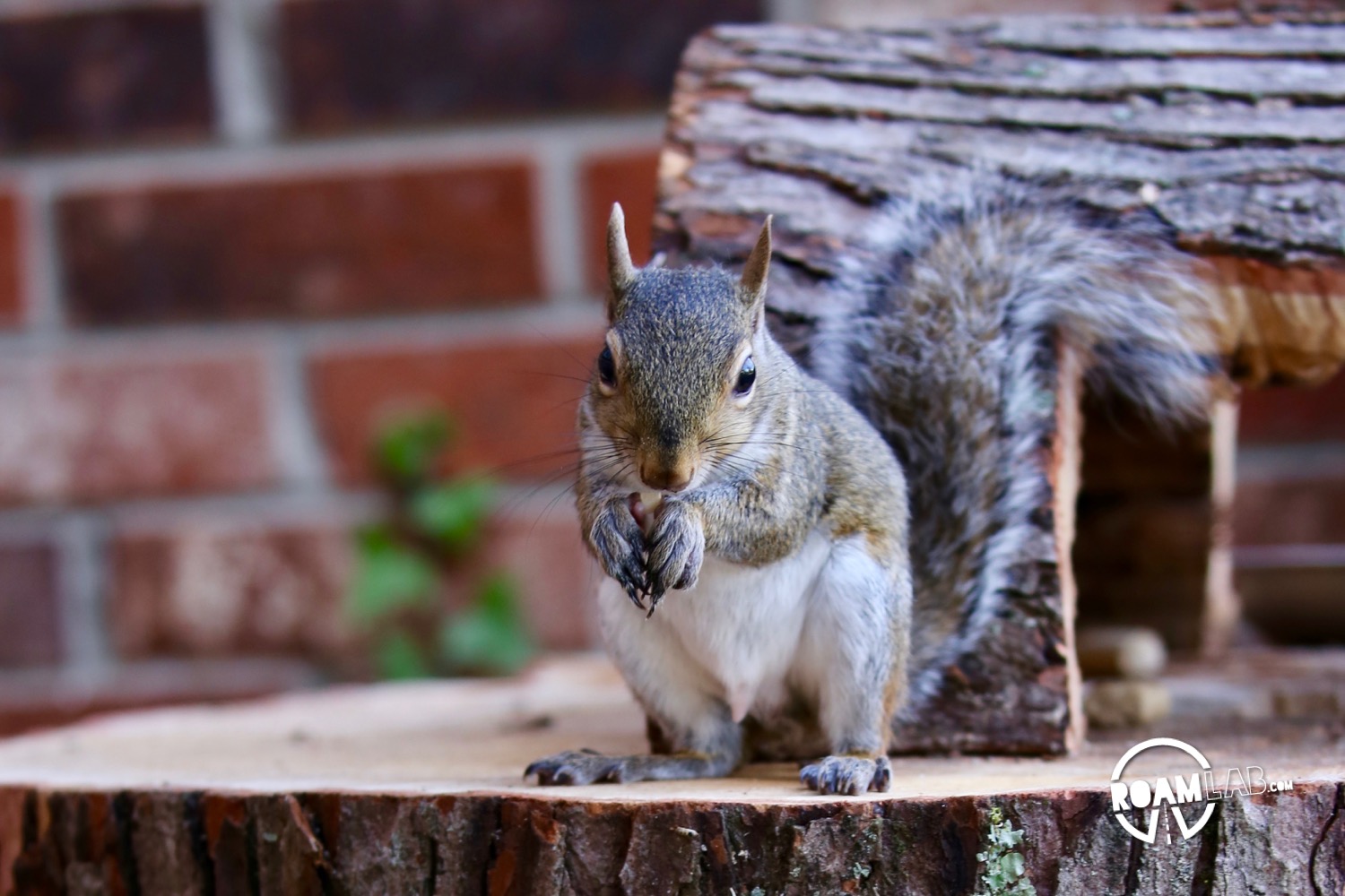 A lot of people have asked us about how we got so close to the cute couple of squirrels that have been showing up a lot on our Instagram Feed. In this 5 step series, I'll tell the tale of Tenzing, Hillary, Cowboy, and myself and the rollercoaster of experiences from rehabilitation to release.