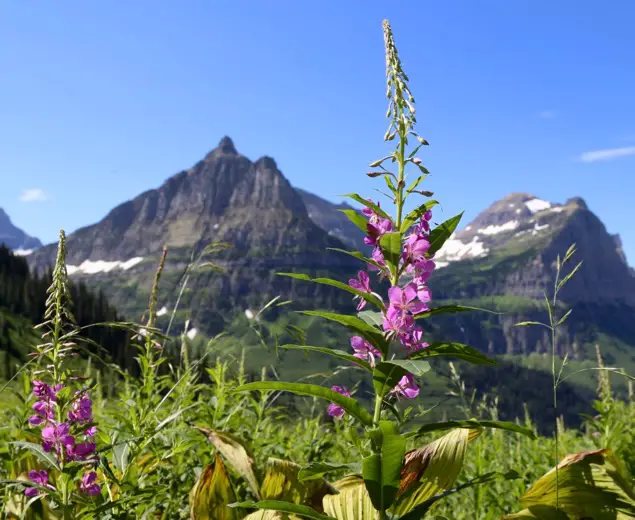 Glacier National Park Wildflower