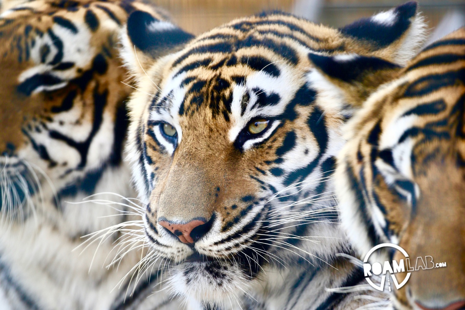 Tiger Adventures at Circus World in Baraboo, Wisconsin