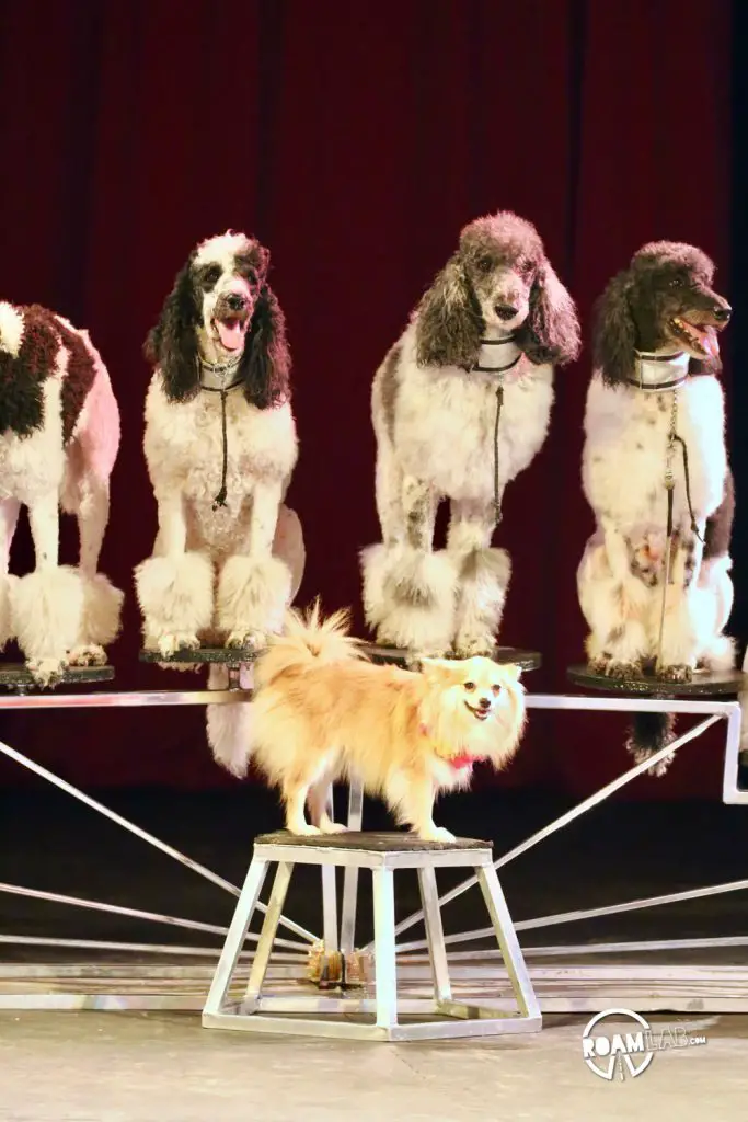 Baraboo, Wisconsin is the historic home of the Ringling Brothers. Today, it is home to Circus World, a museum and amusement park that pays homage to the legendary brothers, their traveling attraction, and an industry that has delighted the world.