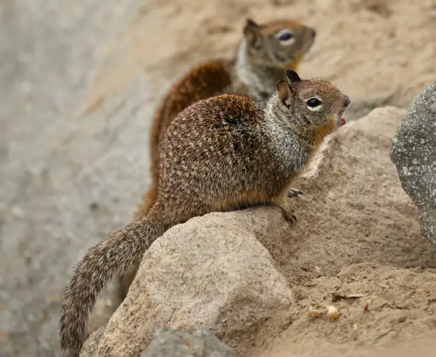 Morro Bay Ground Squirrels