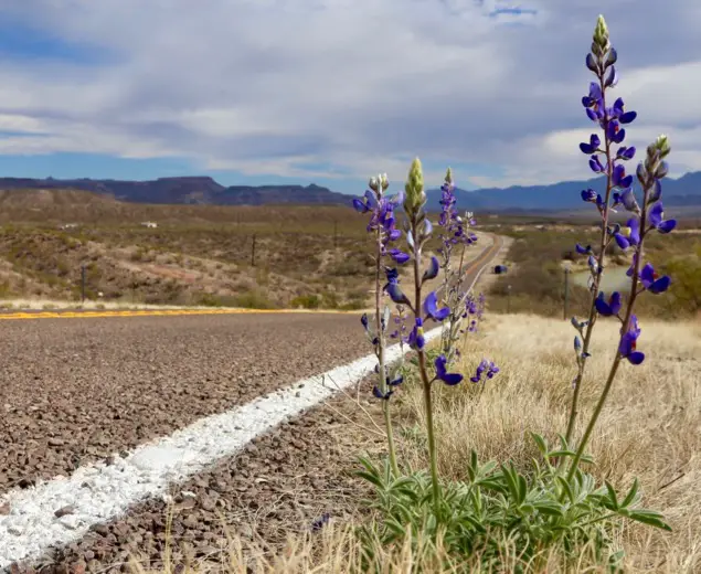 Wildflowers Along Route 170, Texas