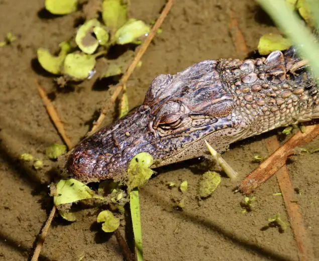 Alligator on South Padre Island, Texas