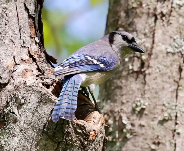 Blue Jay in Tennessee