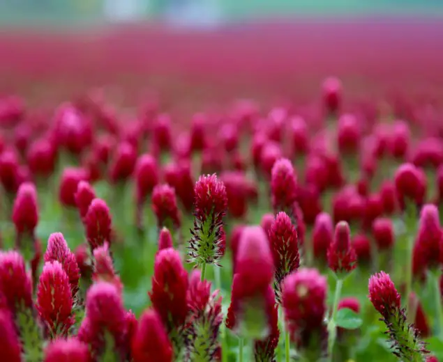 Fields of Red Clover in the Willamette Valley