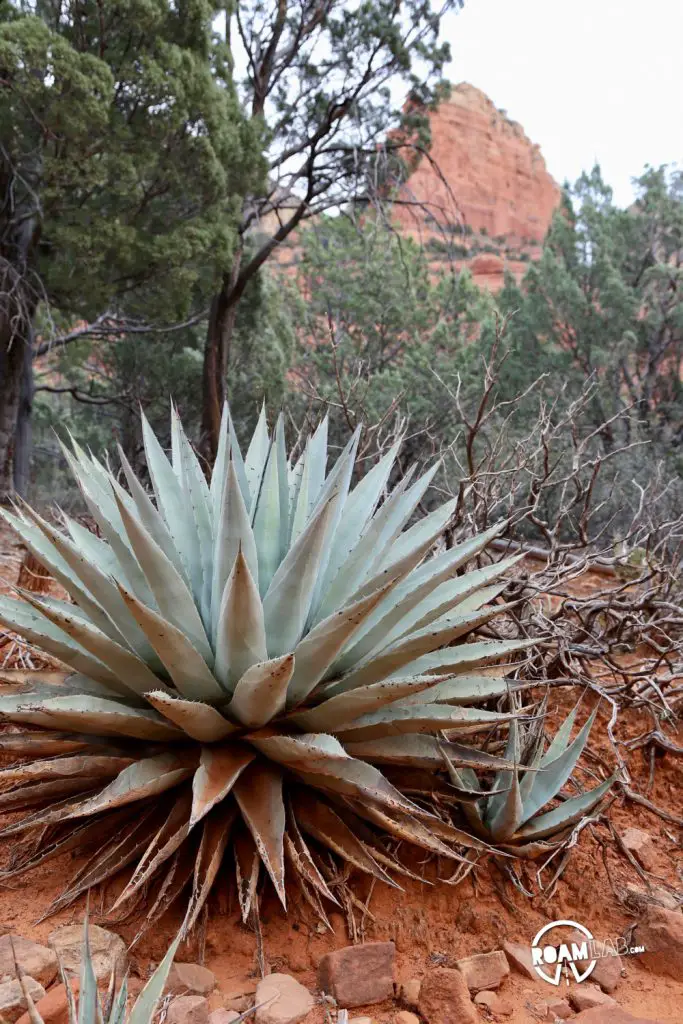 There are so many hikes to choose from around Sedona, AZ but Brins Mesa Trail stands out as accessible, athletic, and awe inspiring with vistas along its entire stretch.