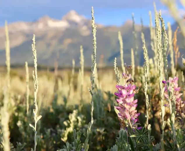 Wildflowers In Grand Teton National Park