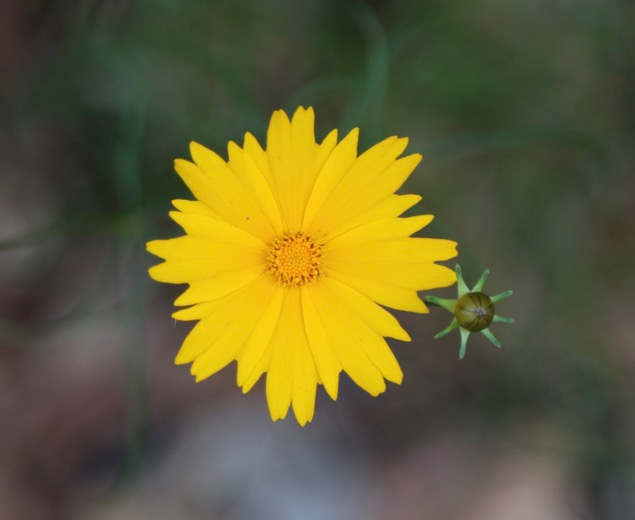 Wildflower in Arkansas
