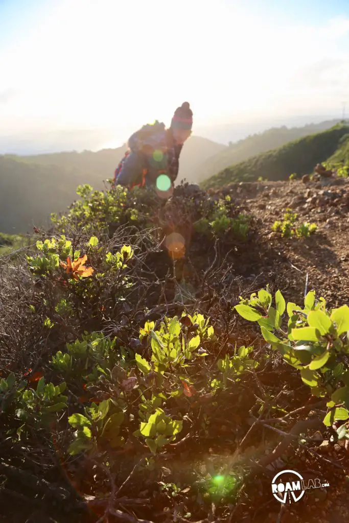 Buzzard's Roost hiking trail is a 3-mile loop trail following the Big Sur River, up shady redwood slopes, for brilliant sunset views of the Pacific Ocean.