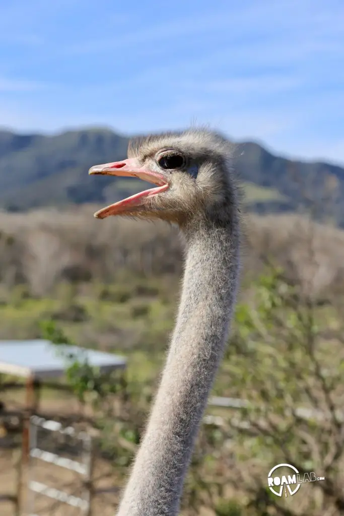 Feed ostriches & emus or buy an egg that can feed a family at the roadside attraction, OstrichLand USA in Solvang, California.