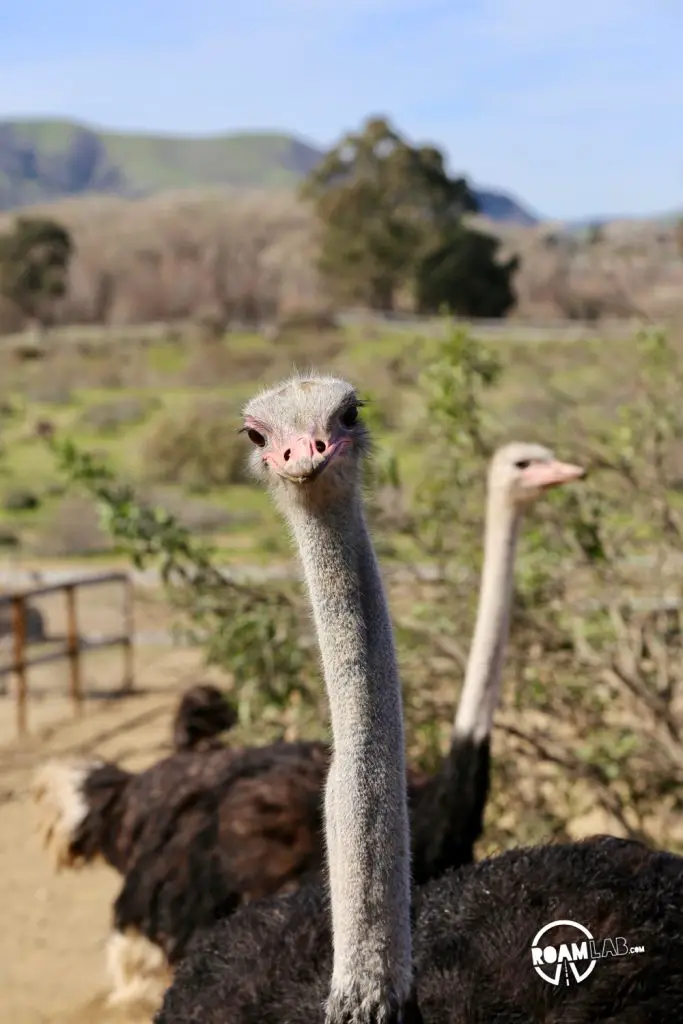 Feed ostriches & emus or buy an egg that can feed a family at the roadside attraction, OstrichLand USA in Solvang, California.
