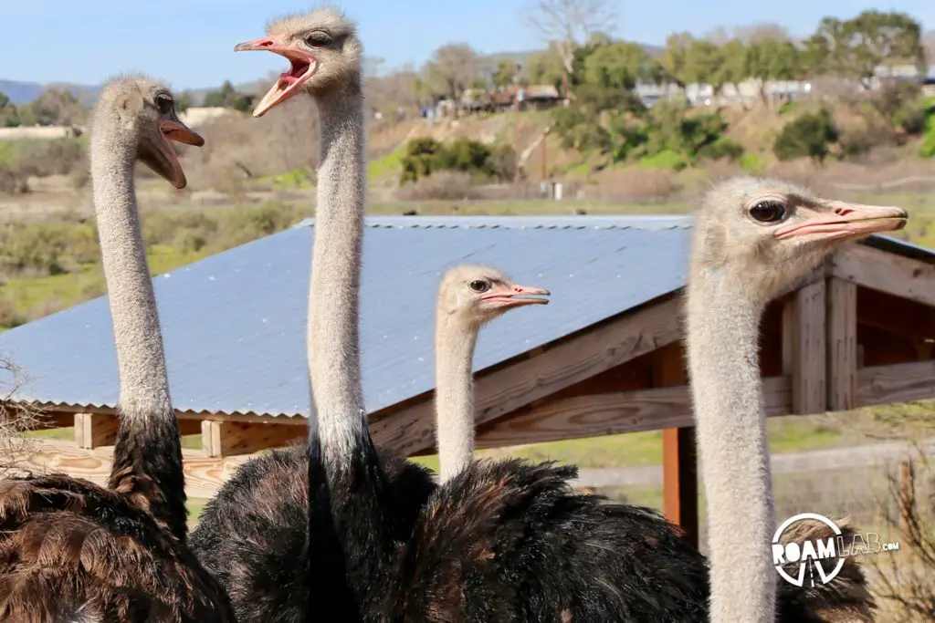OstrichLand USA