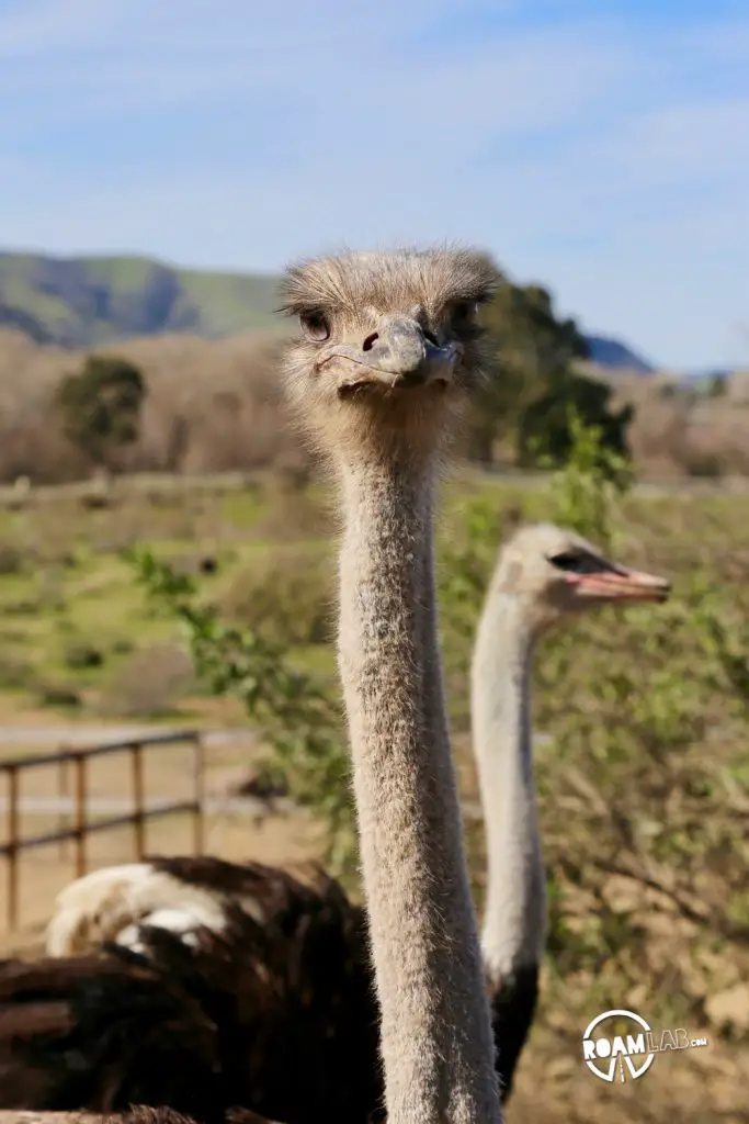 Feed ostriches & emus or buy an egg that can feed a family at the roadside attraction, OstrichLand USA in Solvang, California.