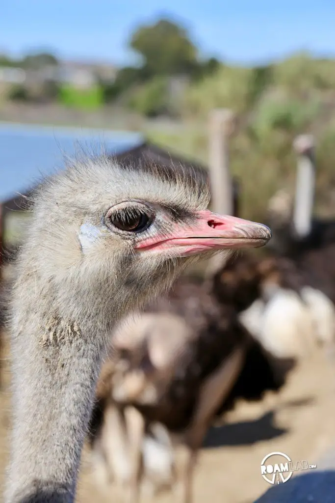 Feed ostriches & emus or buy an egg that can feed a family at the roadside attraction, OstrichLand USA in Solvang, California.