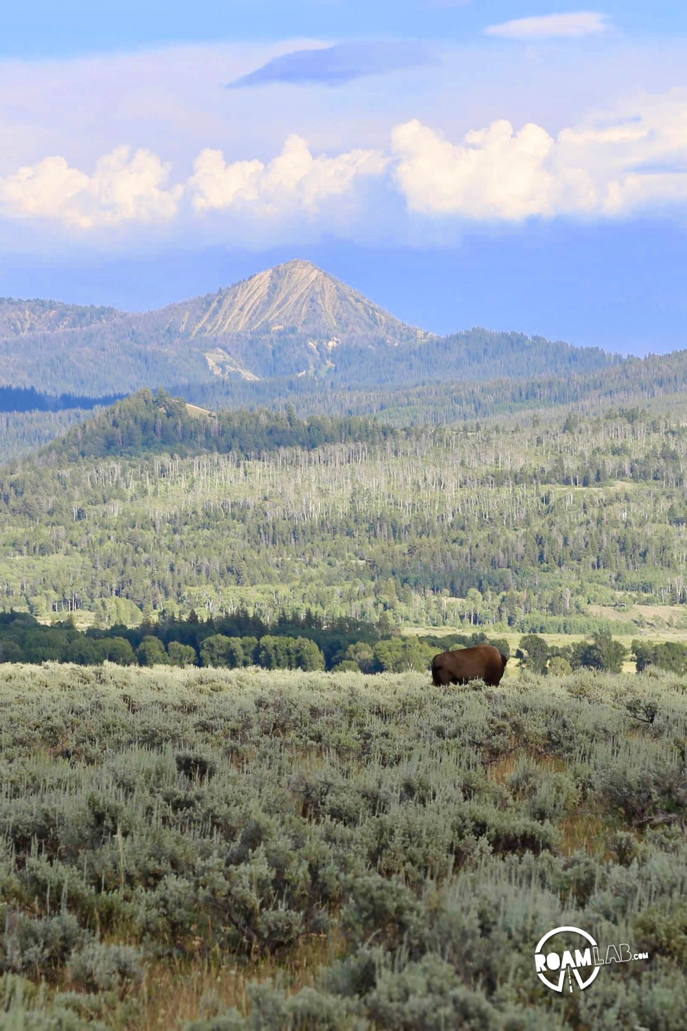 While much of the Grand Teton National Park is paved, there is a rare off-roading opportunity on the River Road. Join buffalo and elk along the Snake River.