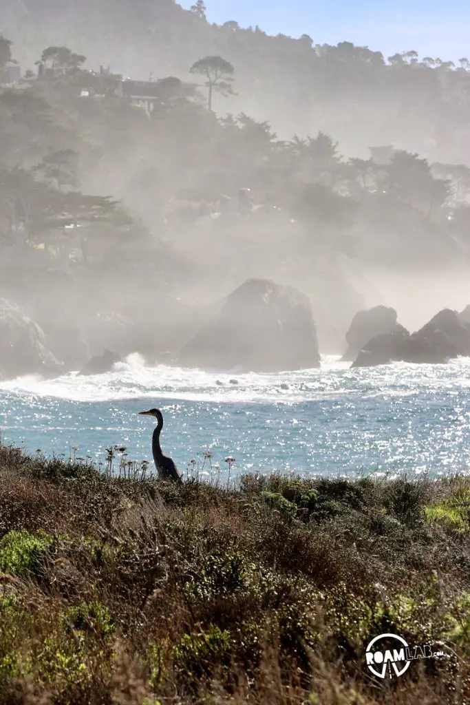 See whales, sea otters, sea lions, harbor seals, pelicans, herons, egrets, and all Point Lobos State Natural Reserve offers in an ultimate 5-mile hike.