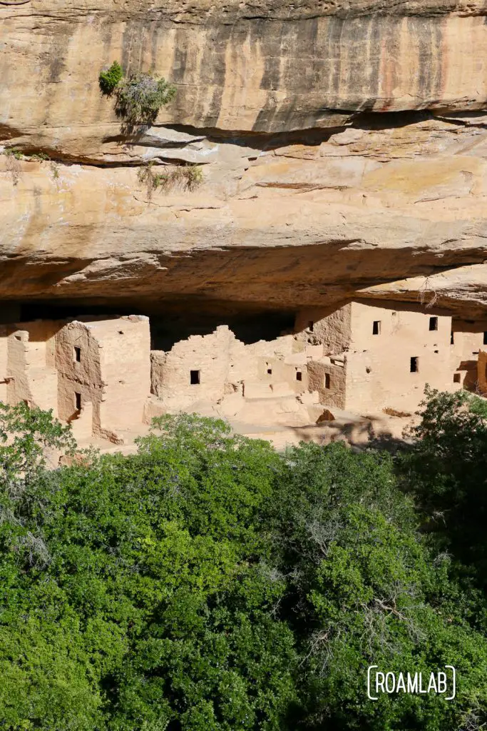 Spruce Tree House