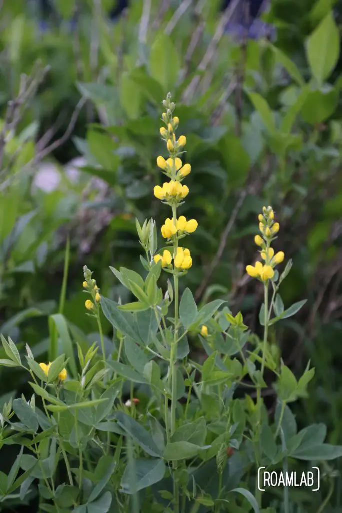Blooming wildflowers at dawn
