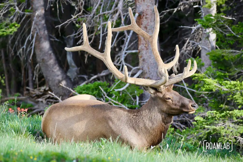 Bull elk hanging out by Old Fall River Road in Rocky Mountains National Park