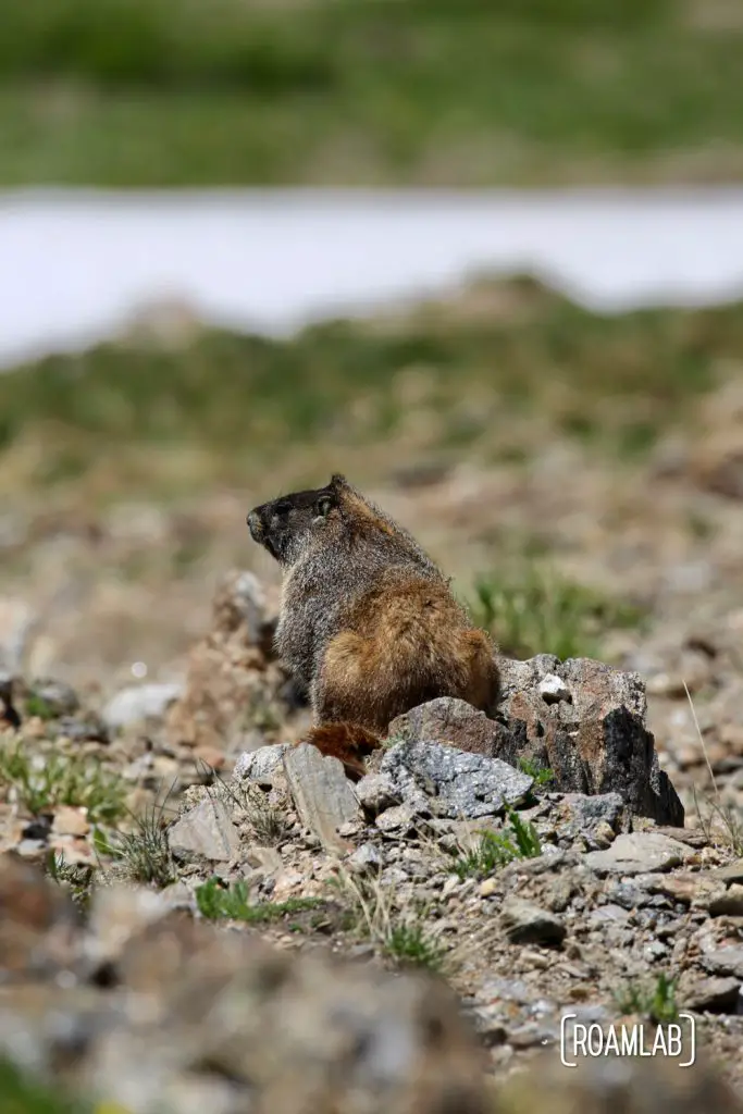 Yellow-Bellied Marmot along Old Fall River Road in Rocky Mountains National Park