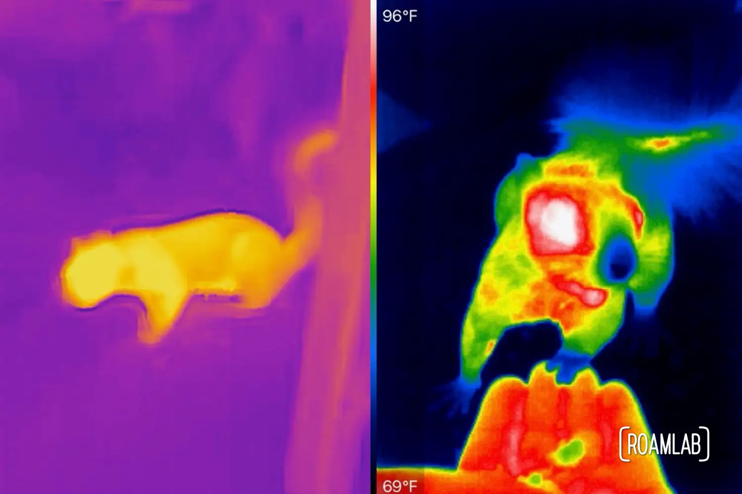 Comparing FLIR and Seek thermal images of squirrels