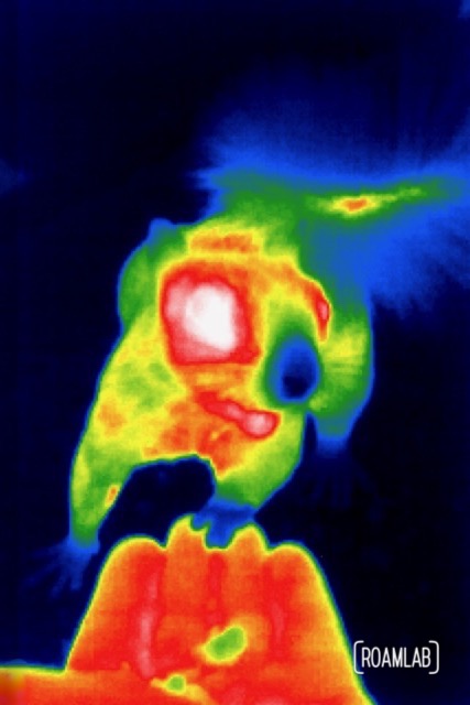Thermal image of squirrel paw in hand