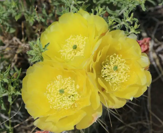 Cactus rose blooming in the Great Sand Dunes National Park
