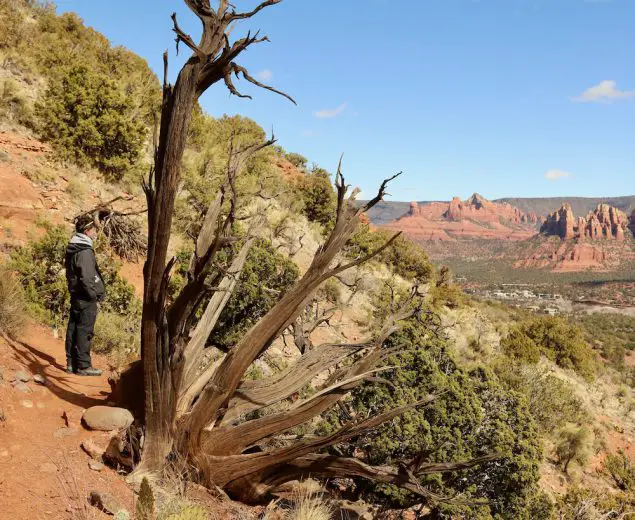Man standing by an old gnarled tree on Airport Loop Trail looking out over Sedona, Arizona.