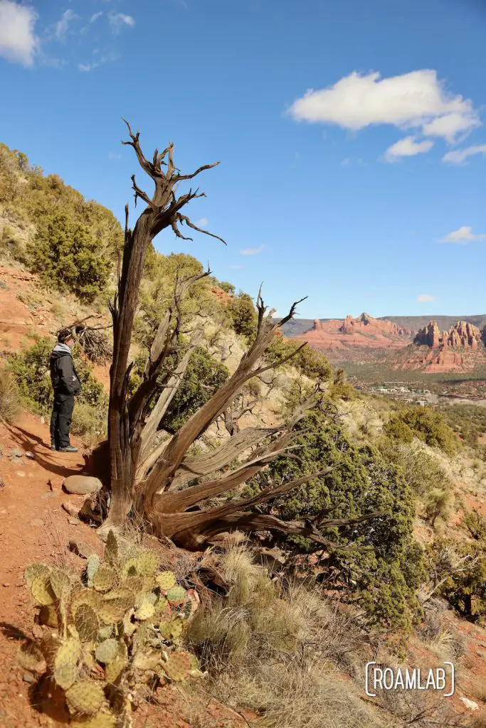 Man standing by an old gnarled tree on Airport Loop Trail looking out over Sedona, Arizona.
