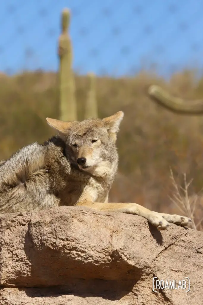 Coyote lounging on a rock with saguaro in the background at Arizona-Sonora Desert Museum