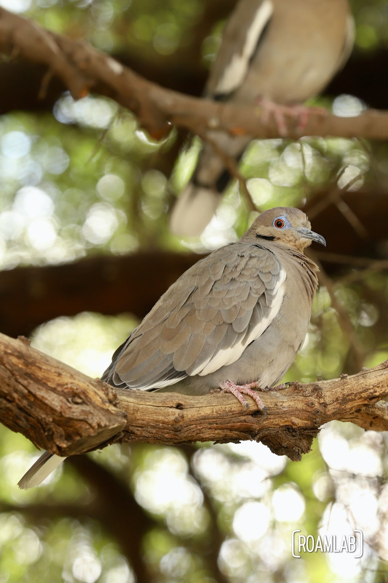 Arizona-Sonora Desert Museum - Tuscon, Arizona - Roam Lab